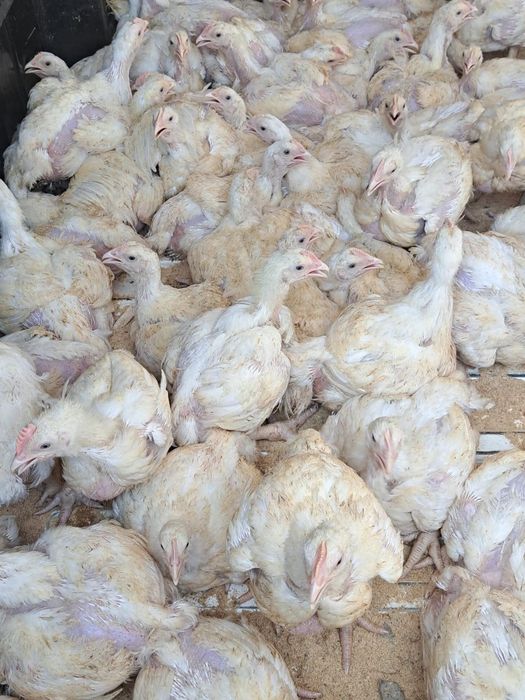 Vând pui colorat și alb de carne