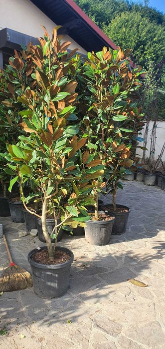 Magnolii Grandiflora - Flori Mari și Parfumate pentru Peisajul Tău