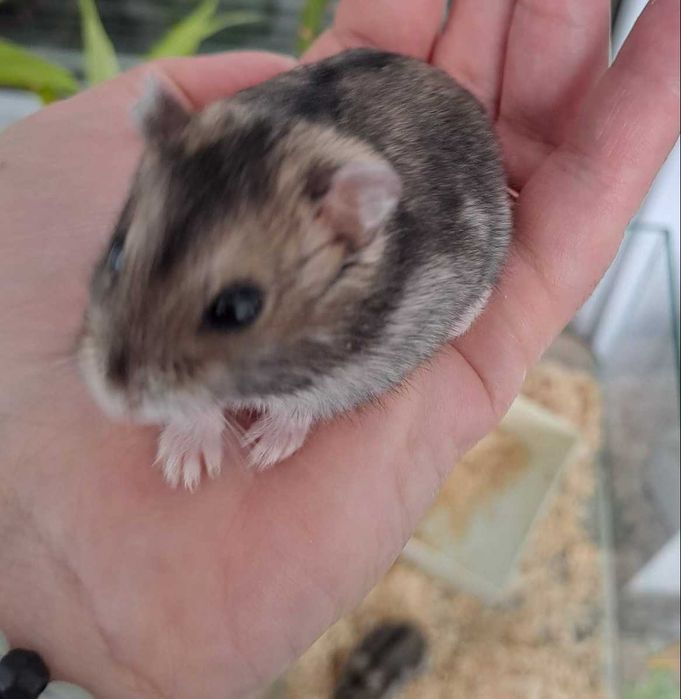 Pui de hamster pitic foarte blanzi si draguti