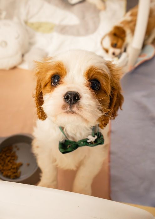 Baiat blenheim cu pedigree