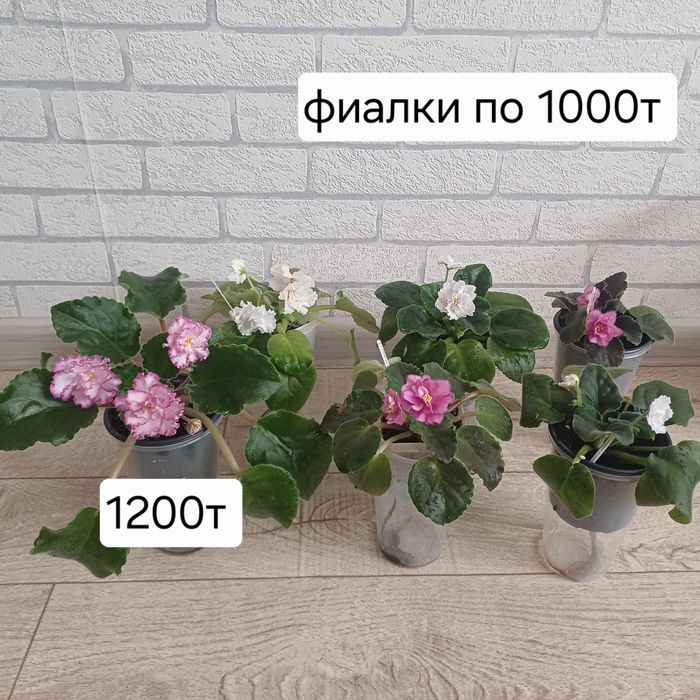 Фиалки недорогие есть цветущие