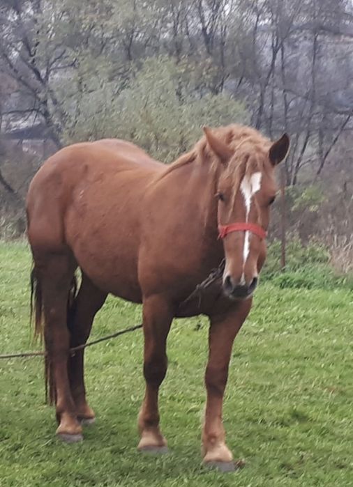 Vînd iapă gestantă