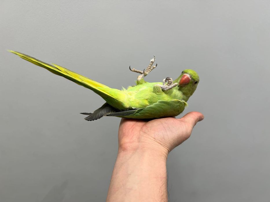 Papagali vorbitori pui blanzi micul alexandru alexander