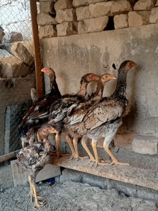 Dakan Xoʻroz va tovuqlar sotiladi