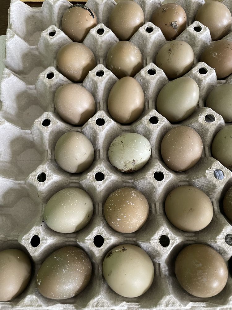 Яйца и пилета Легхор, яйца от монголски фазани