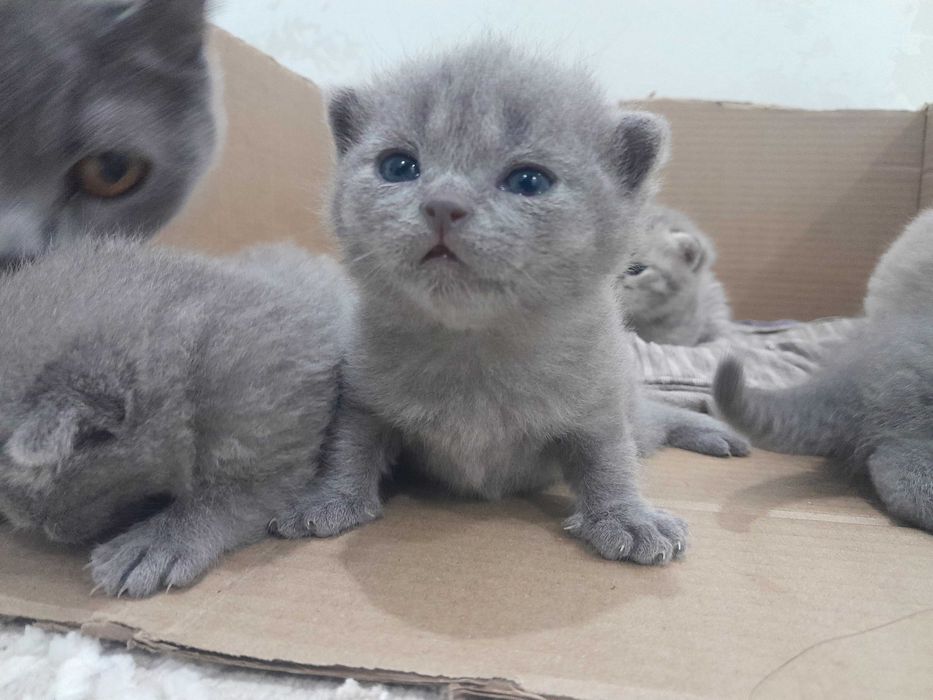 Продаю британских котят