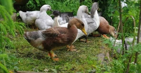 Ўрдаклар сотилади | Утки