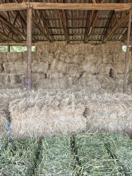 Baloți de fan, producție 2025