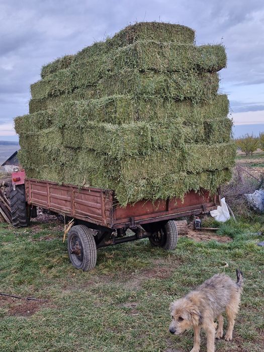 Lucernă de vânzare