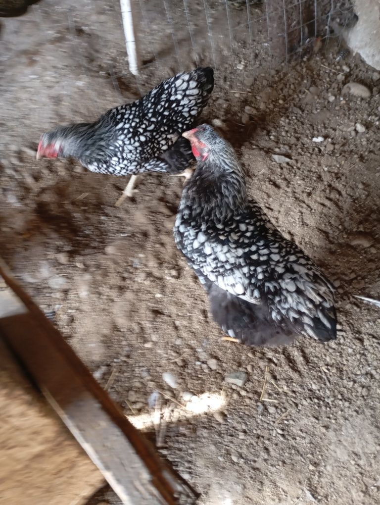 Vând ouă de găini de rasă. Găinile sunt majoritatea de anul trecut. De