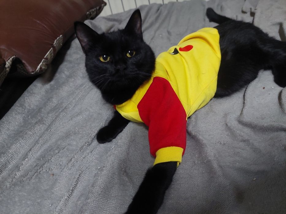 Кот ищет семью и дом