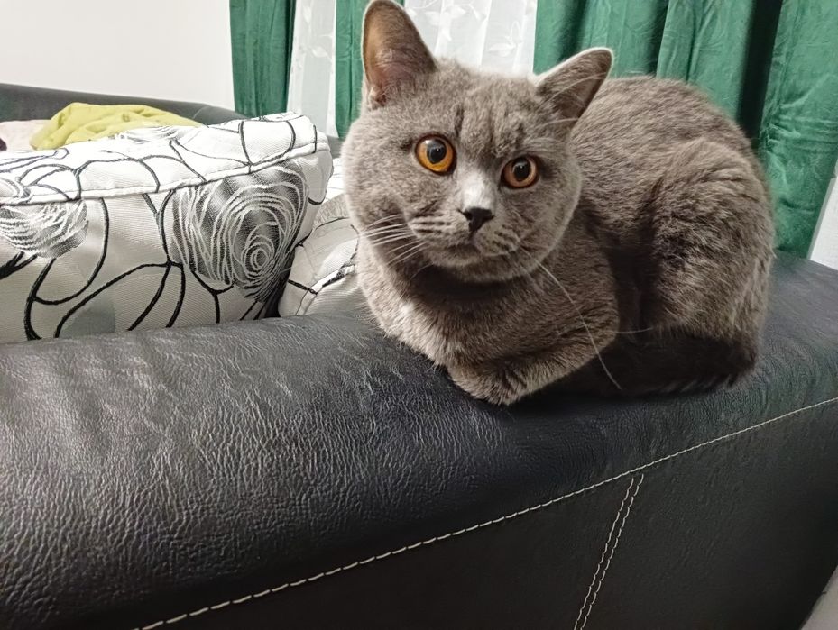 Късокосместа британка