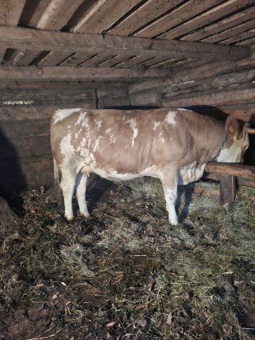 Vand juninca baltata romaneasca