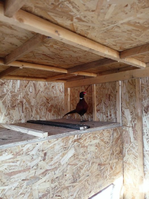 Fazani comuni de vânzare