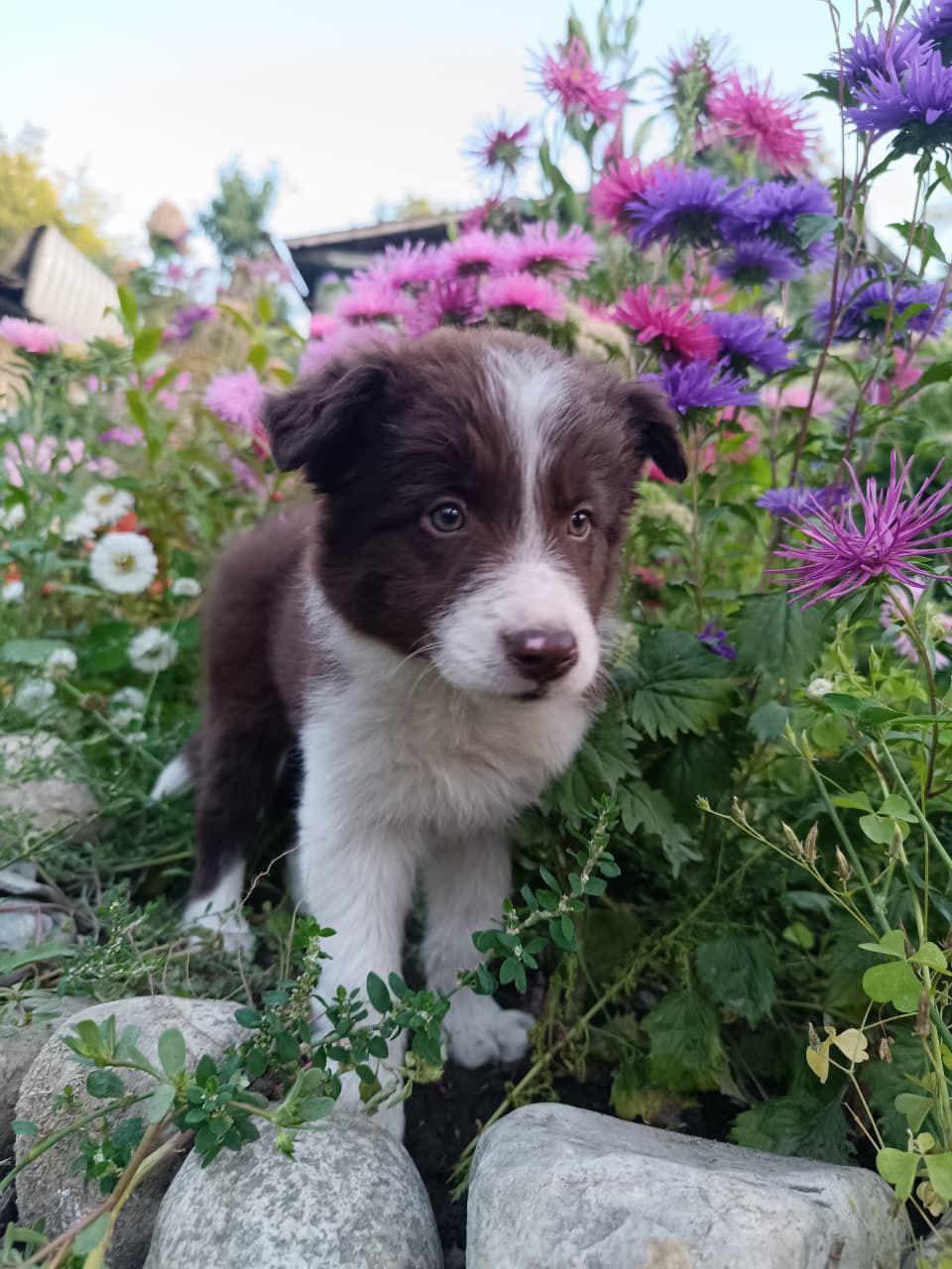 щенок бордер колли