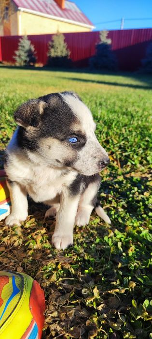 Щенок с голубым глазом девочка