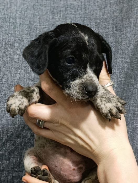 милый мальчик-2.5мес.помесь двор..и курцхаара.отдается в добрые ручки