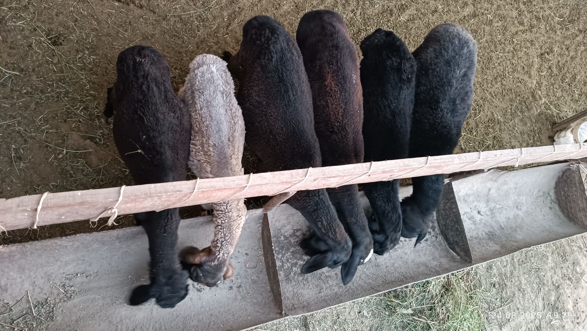 2 ta ikkizak qoy bolalari bn sotiladi