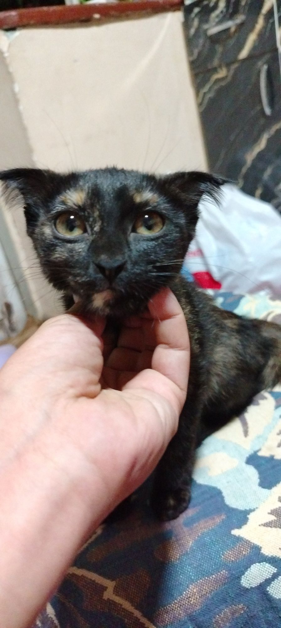 Продаётся котёнок