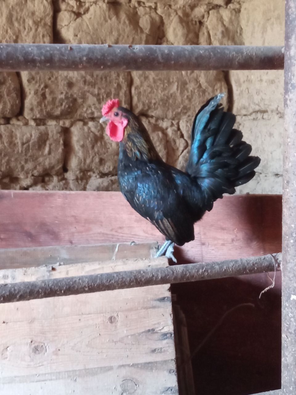 Yapon xoʻroz sotiladi