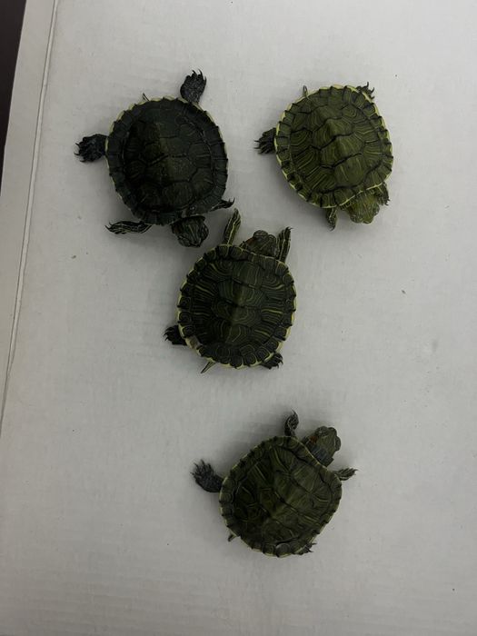 Красноухая черепаха