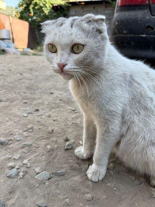 Отдам кошка вислоухая