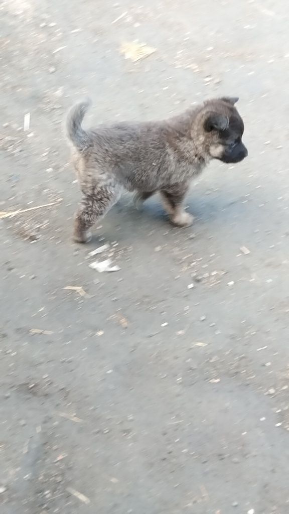 Отдам щенка девочка