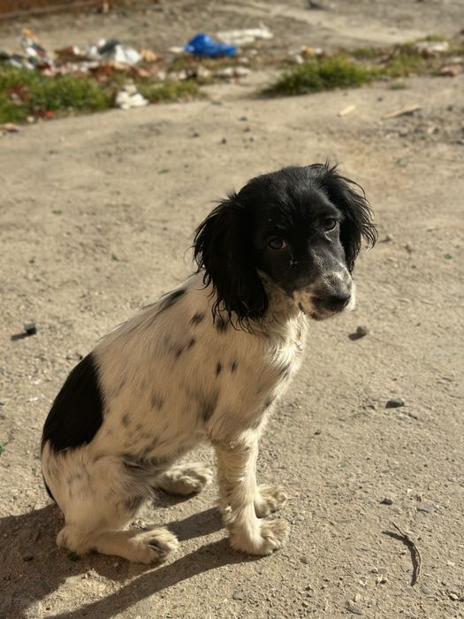 Русский спаниель можно приучить на охоту