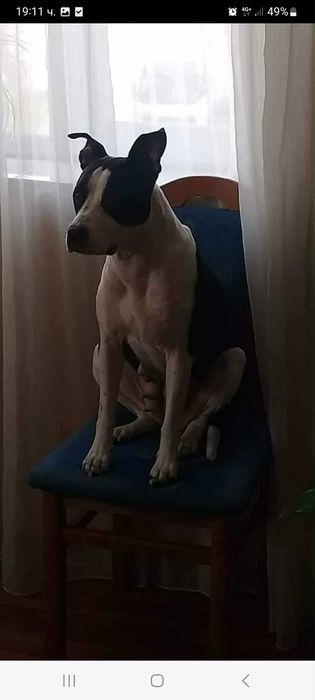 Кученца (питбулчета)