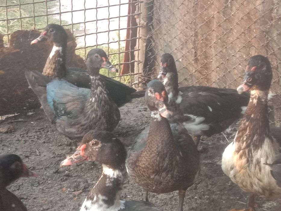 Продам индауток утки