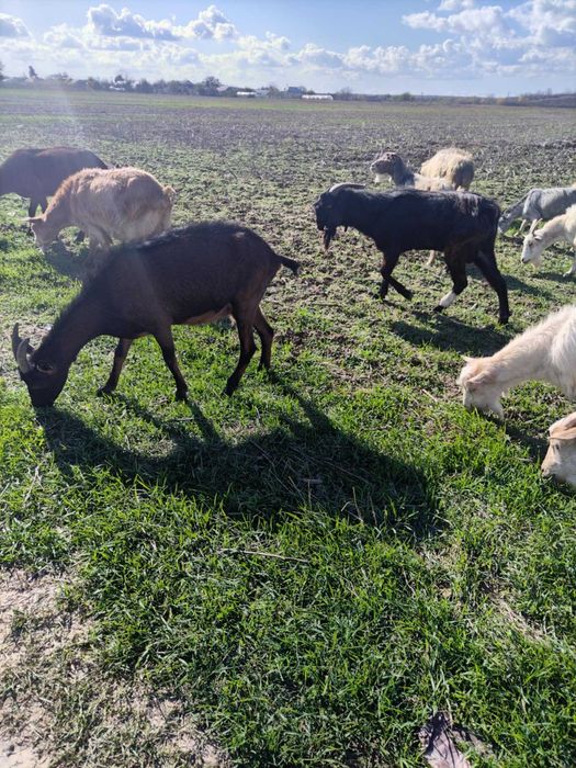 Vând 12 capre cu lapte și 1 tapv