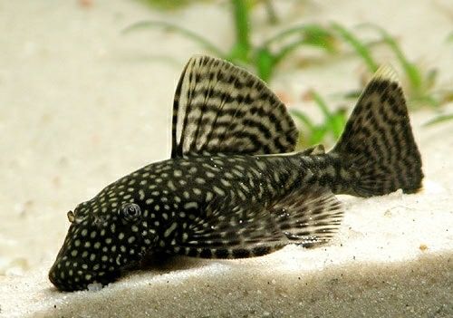 Продам номерных сомов l397, l333, l181, Super Red и обычного анциструс