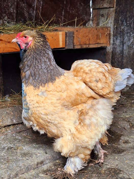 Familie Brahma Columbia