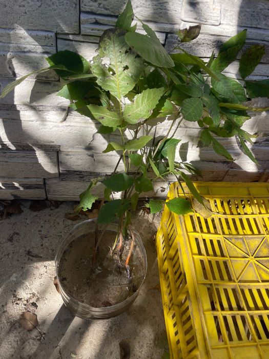 Орех дърво 60-70см