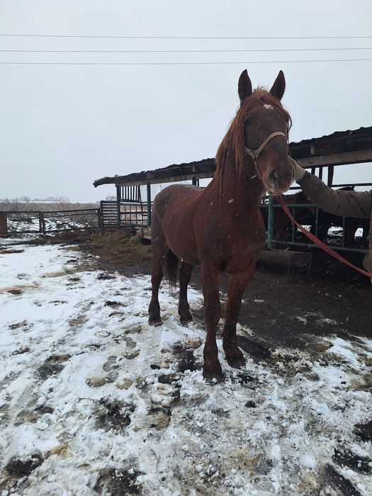 Продам жеребца полутяж, табунного.