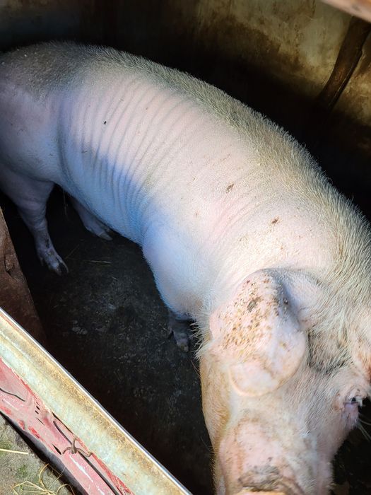 Porcușor de crăciun