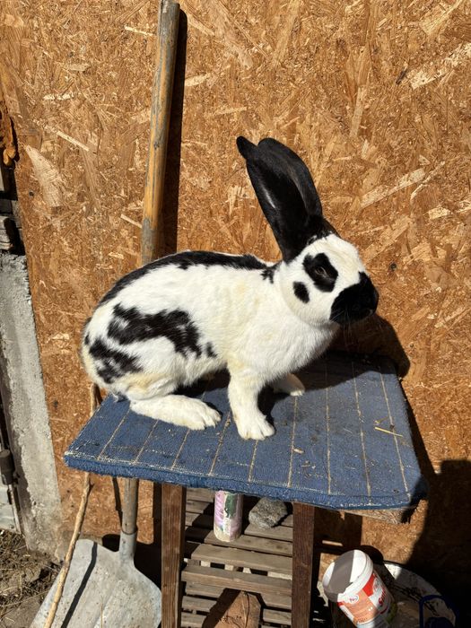 Pereche fluture german