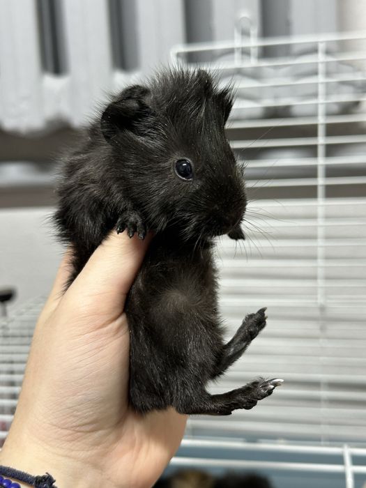 Бронь на малышей морских свинок