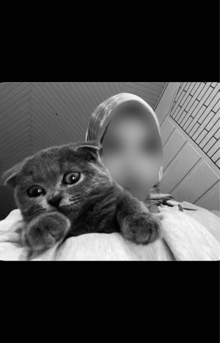 продается котенок Скоттиш Фолд