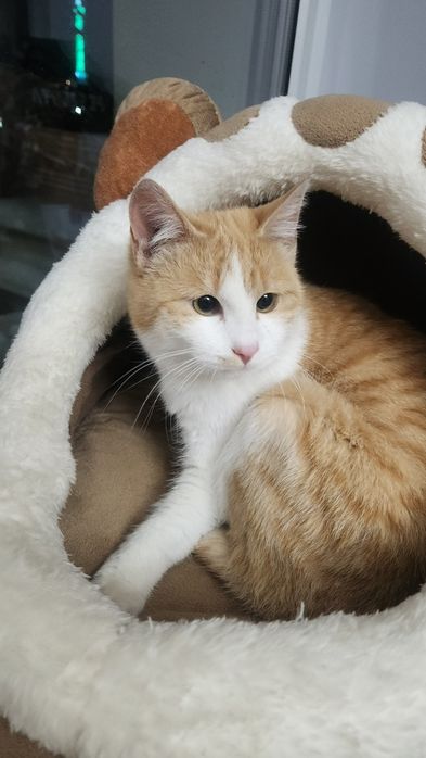 Kotik v horoshie ruki