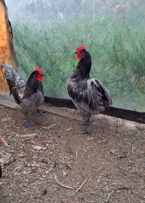 Pereche de gaini Australorp