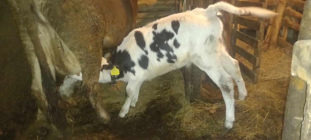 Tauras si vitea vitei