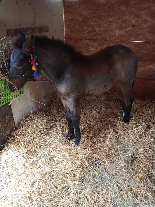 Vând un mânz de 4 luni jumate