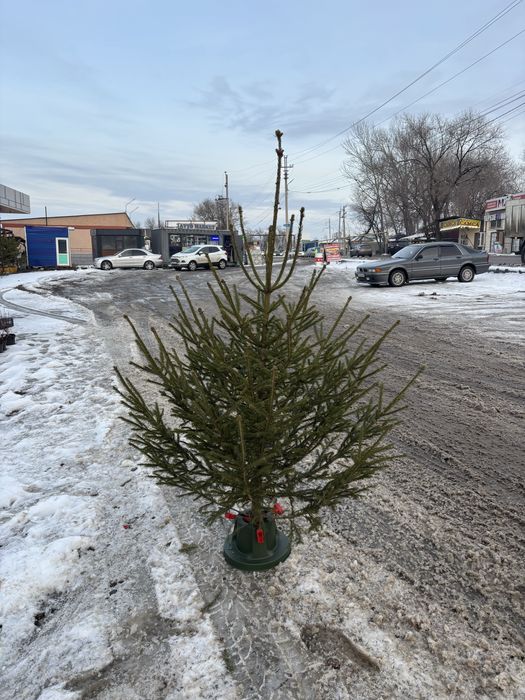 Срубленные ели для дома Елка новогодняя Живые ели Зеленая ель