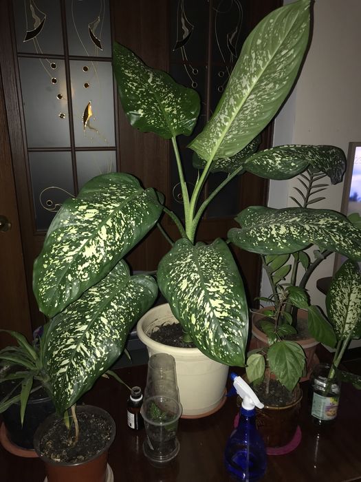 Диффенбахия. Вечнозеленое растение