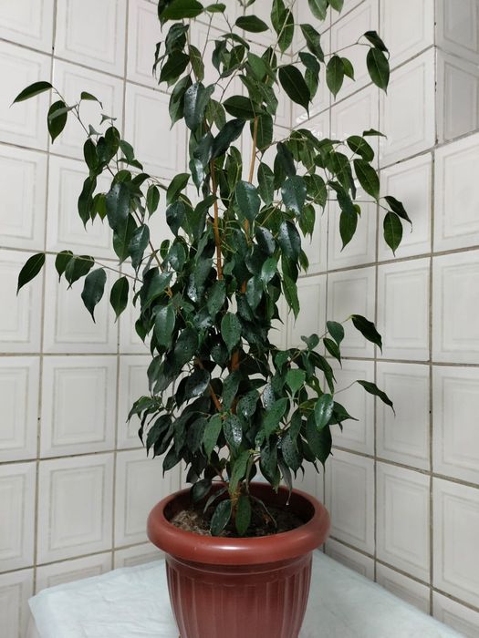 Комнатное растение фикус