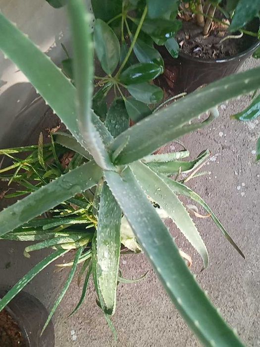 Крассула, кливия, алоэ вера, папоротник, мушканбар гули кучатлари