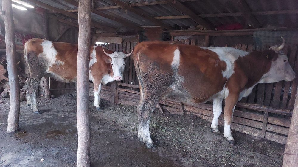 Vând două vaci baltate