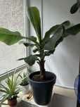 Разтение банан Musa Dwarf Cavendish