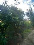 Prune de vanzare